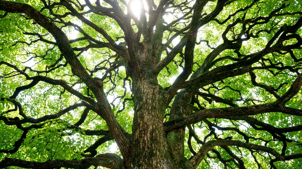 Camphor Uses And Benefits